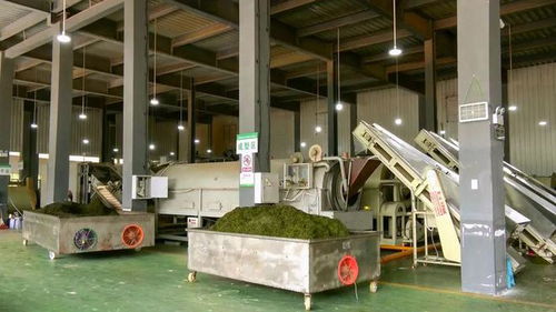 鳳岡 金融賦能 貸 動(dòng)茶產(chǎn)業(yè)發(fā)展